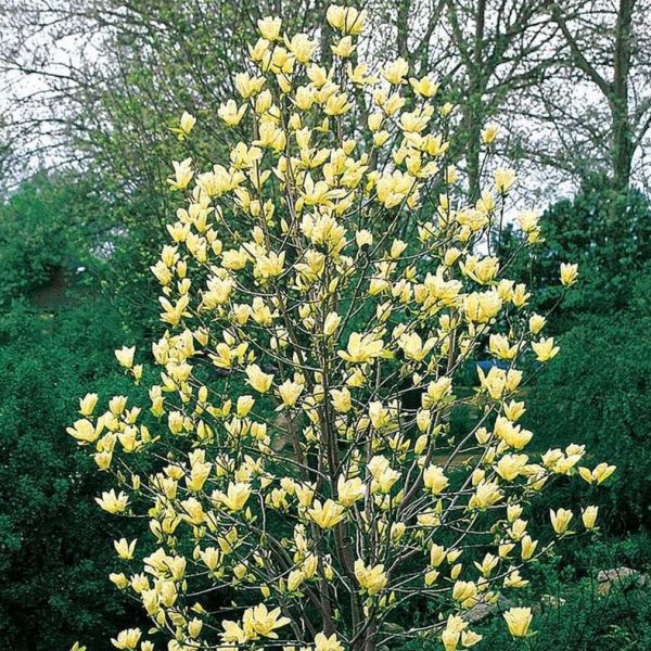 Magnolia Accuminata Yellow Bird