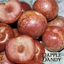 Pluot DAPPLE DANDY porte-greffe Nain ( Krymsk 1 )