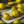 Pluot : FLAVOR QUEEN porte-greffe nain ( Krymsk 1 )