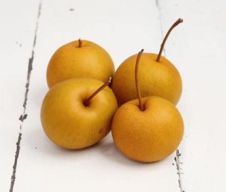 Asian Pear Kenko Semi-Dwarf (OHxF97) – Nutcracker Nursery & Tree Farm
