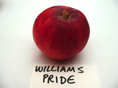 Pommier William's pride Semi-Nain ( G969 )