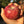 Pommier Frostbite Semi-Nain ( G969 )
