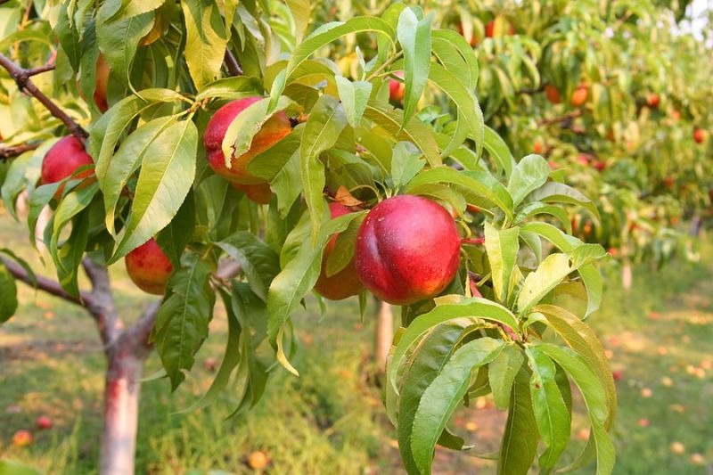 Peach trees and Nectarines