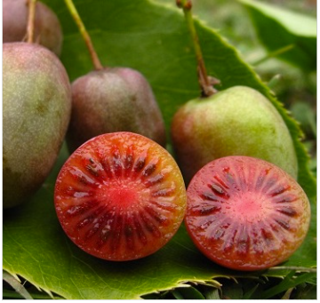 Kiwi female Ken's red (a.Arguta)