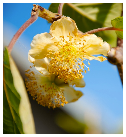 Kiwi mâle Andrew ( a.Arguta)