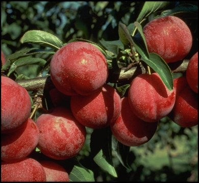 Prunier japonais Satsuma