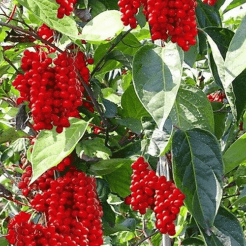 Schisandra chinensis (Baies aux cinq saveurs)