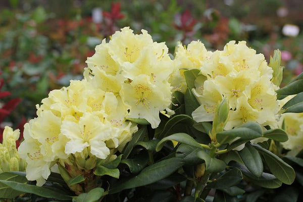 Rhododendron ‘Capistrano’