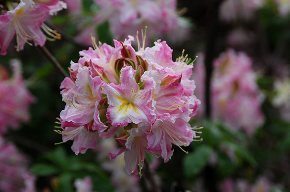 Rhododendron 'Tri-Lights' (Azalea)