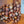Semences de noisetiers hybrides Northern pour zones 3-4