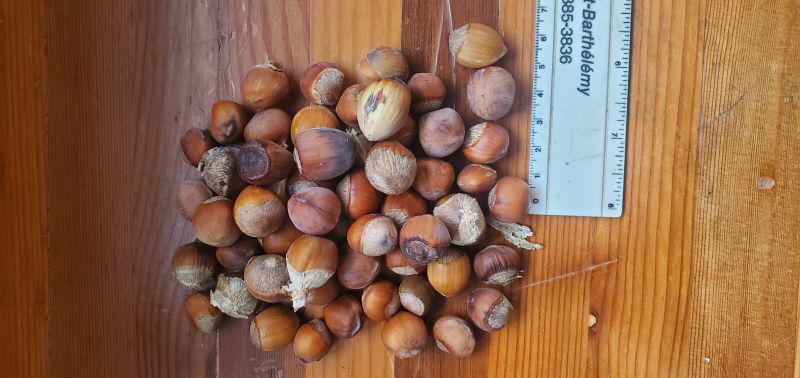 Nut to eat, seeds and other products