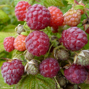 Framboisier Autumn bliss (Rubus idaeus)