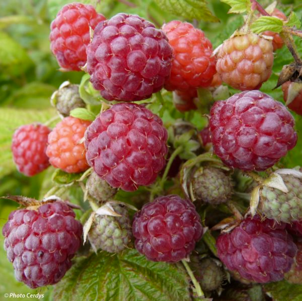 Raspberry Autumn bliss – Nutcracker Nursery & Tree Farm