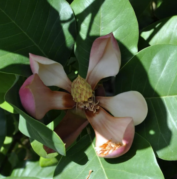 Magnolia Delavayi