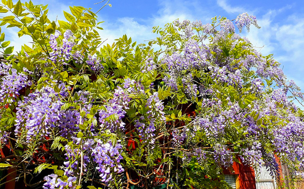 Glycine (wisteria glicynia)