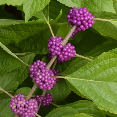 American beautyberry (Callicarpa americana) – Nutcracker Nursery & Tree ...