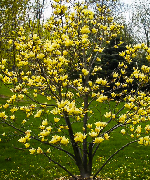 Magnolia acuminata