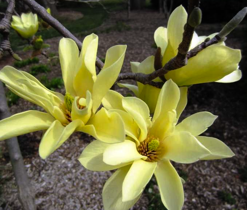 Cucumber tree, Magnolia acuminata