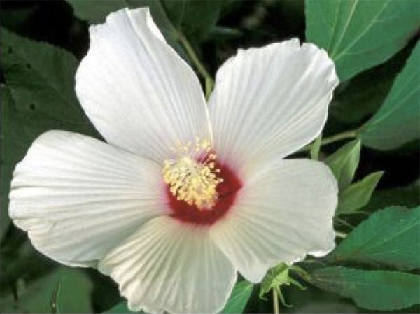 hibiscus moscheutos