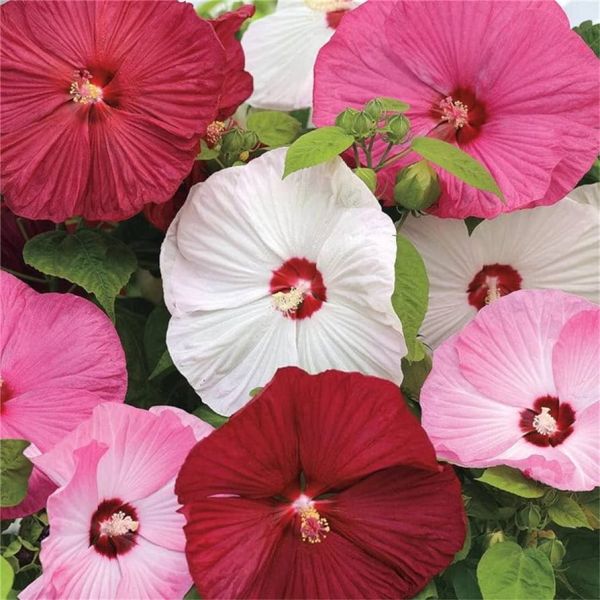 hardy hibiscus / swamp rose mallow, hibiscus moscheutos