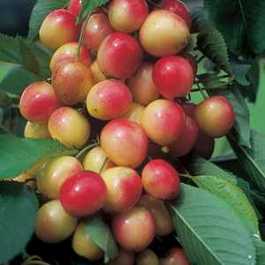 Cerisier sucré Royal Ann (porte greffe nain)