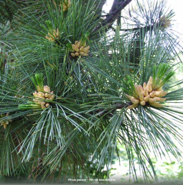 Macedonian pine (Pinus peuce)