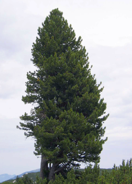 Pin Cimbro (pinus cembra)