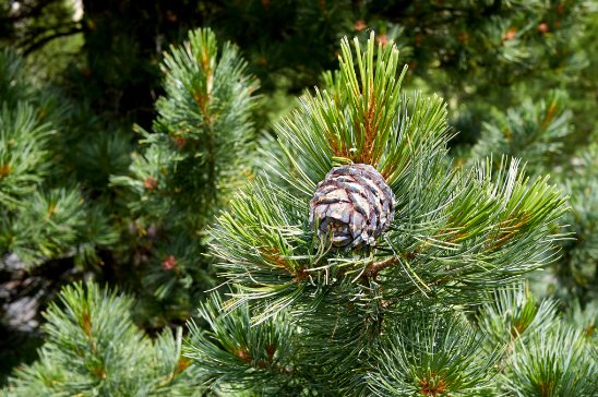 Swiss stone pine, (pinus cembra)