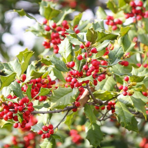 Houx d'Amérique (Ilex opaca)