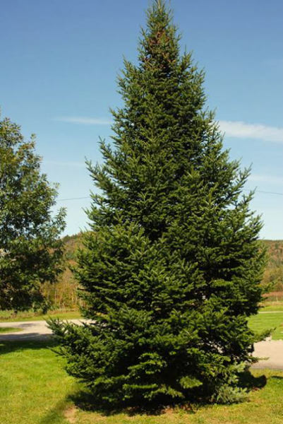 Sapin baumier (Abies balsamea)