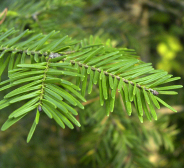 Balsam fir (Abies balsamea)