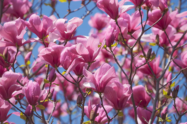 Magnolia Galaxy greffé