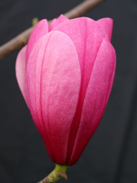 Magnolia Galaxy grafted