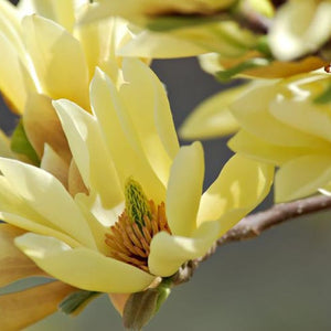 Magnolia BUTTERFLIES greffé