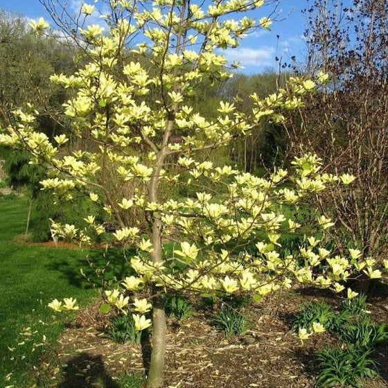 Magnolia BUTTERFLIES grafted