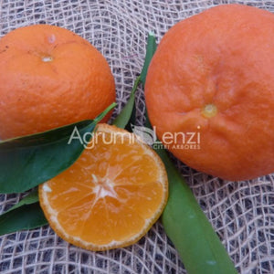 Clementines Fina Sodea