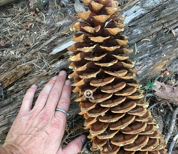 Sugar pine (pinus lambertiana)