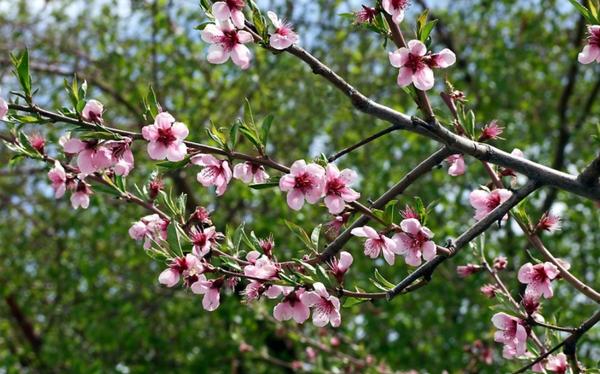 Peach White Lady