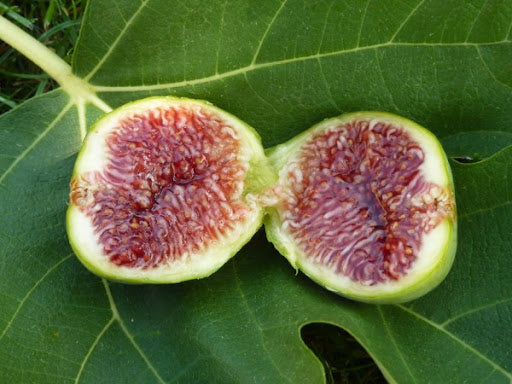 Fig Trees