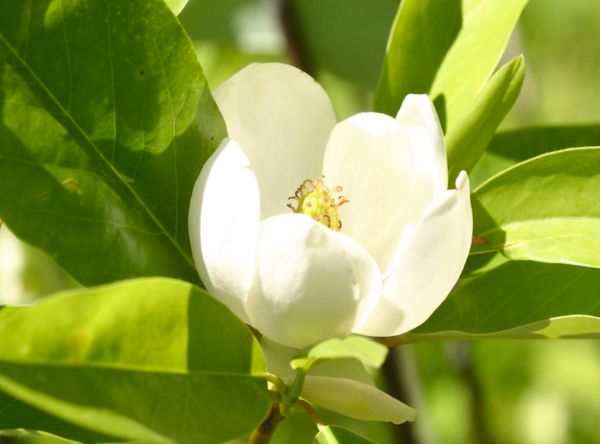 sweet bay magnolia (Magnolia virginiana)