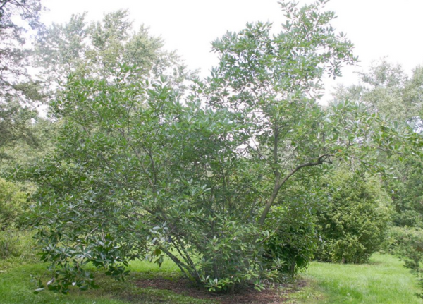 sweet bay magnolia (Magnolia virginiana)