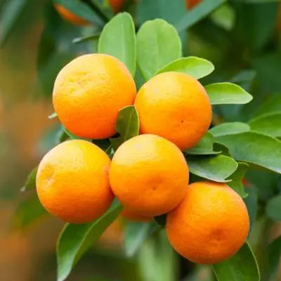Mandarin Trees