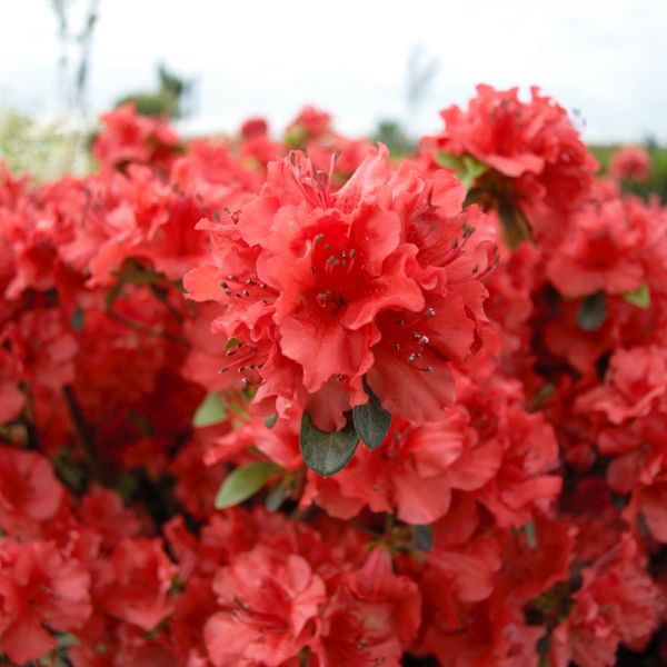 Azalea 'Girard's Hot Shot'