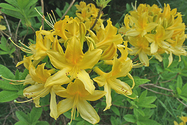 Azalea 'Lemon Lights'