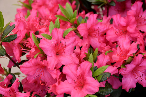 Azalea 'Girard's Rose'