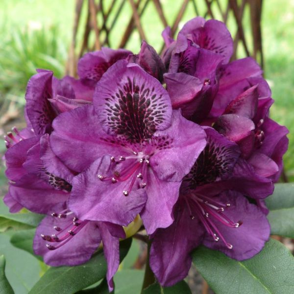 Rhododendron 'Lee's dark purple' – Nutcracker Nursery & Tree Farm