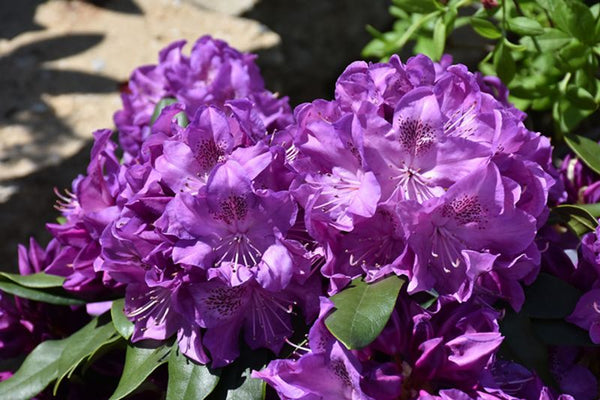 Rhododendron 'Florence Parks'