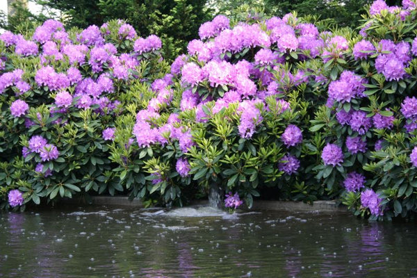 Rhododendron 'Boursault'