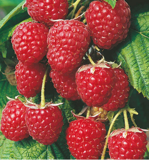 Mystery raspberry bush – Nutcracker Nursery & Tree Farm