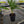 Mystery Palm / unnamed palm trees